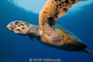 Hawksbill turtle cruising by Erich Reboucas 